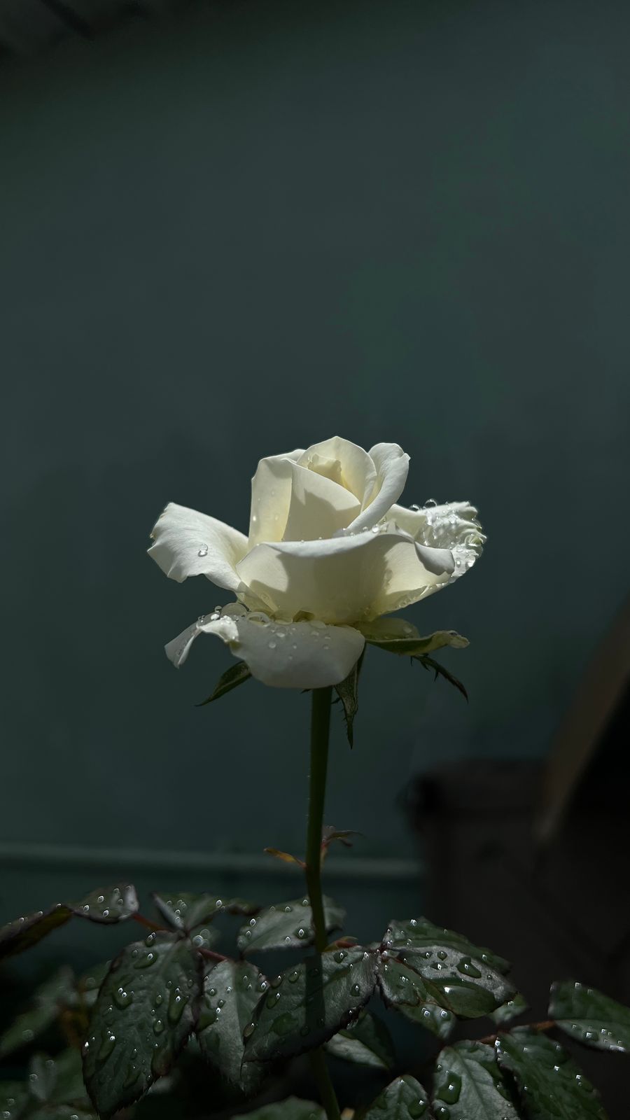 Photography - photo-78