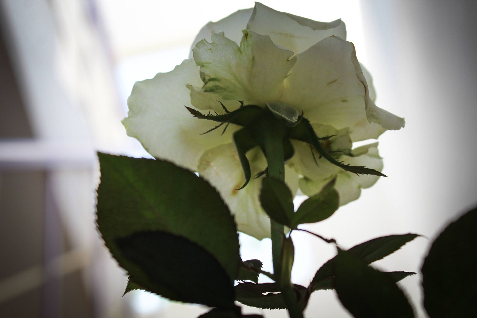 Photography - photo-79