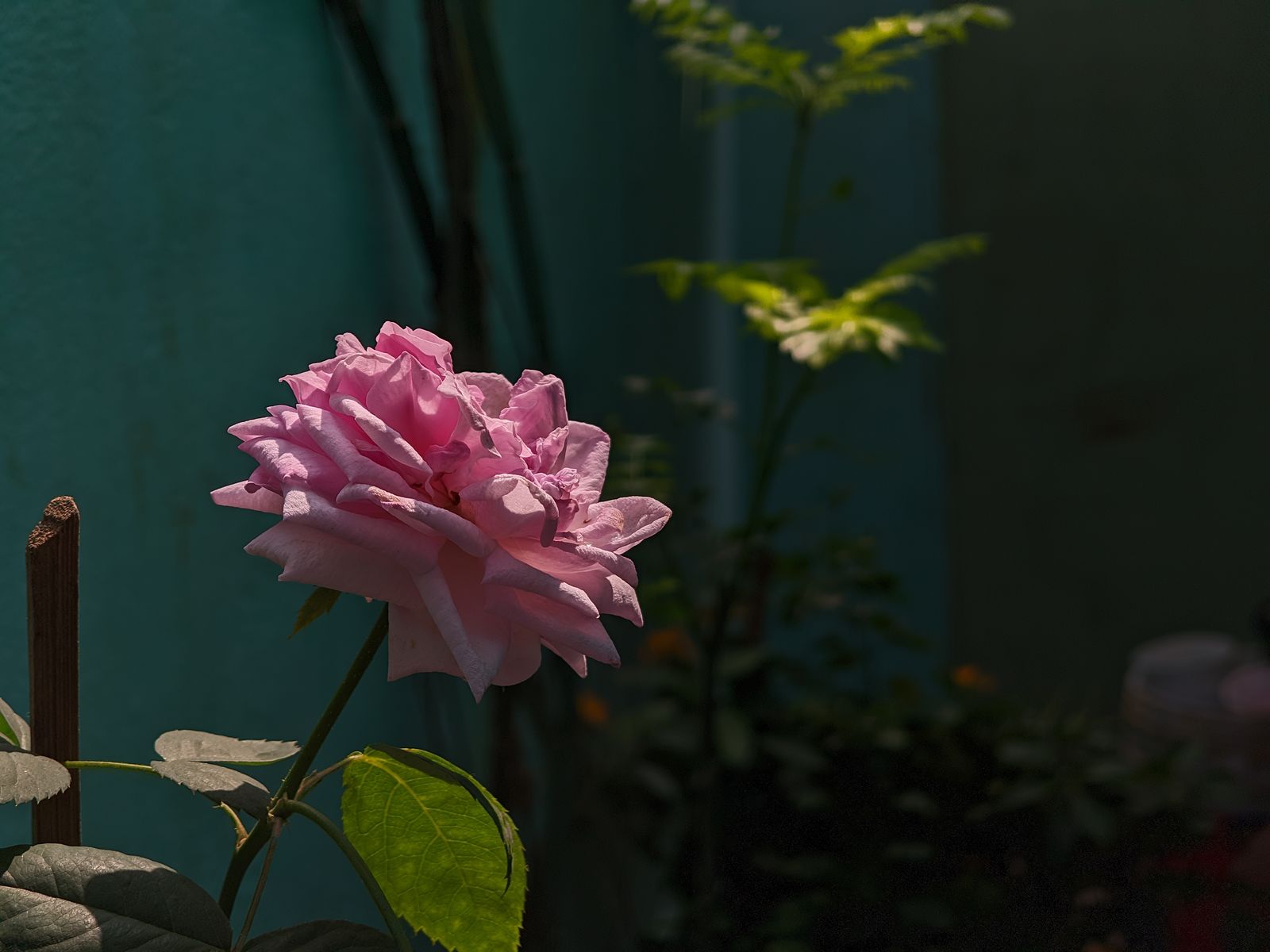 Photography - photo-83