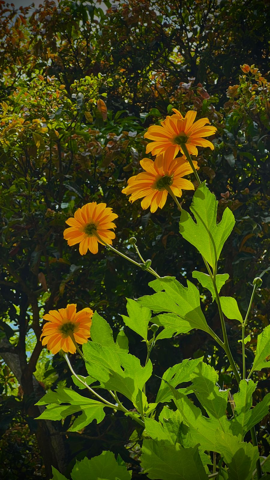 Photography - photo-85