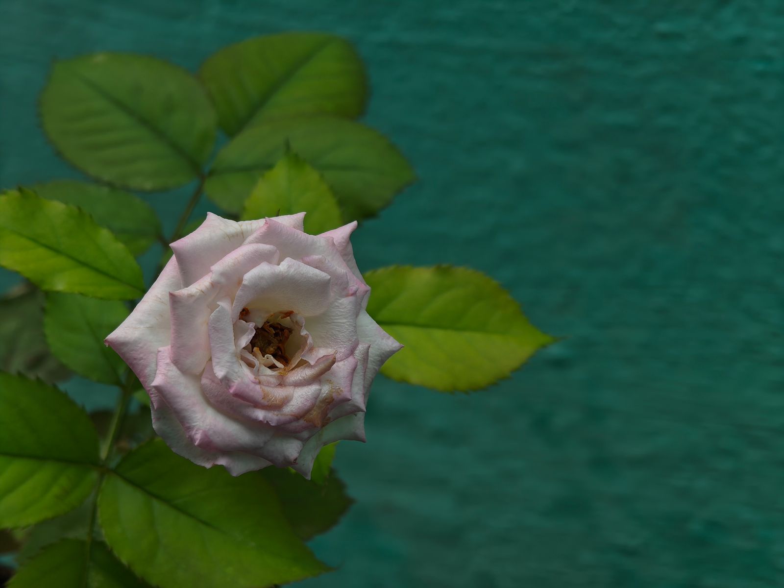 Photography - photo-91