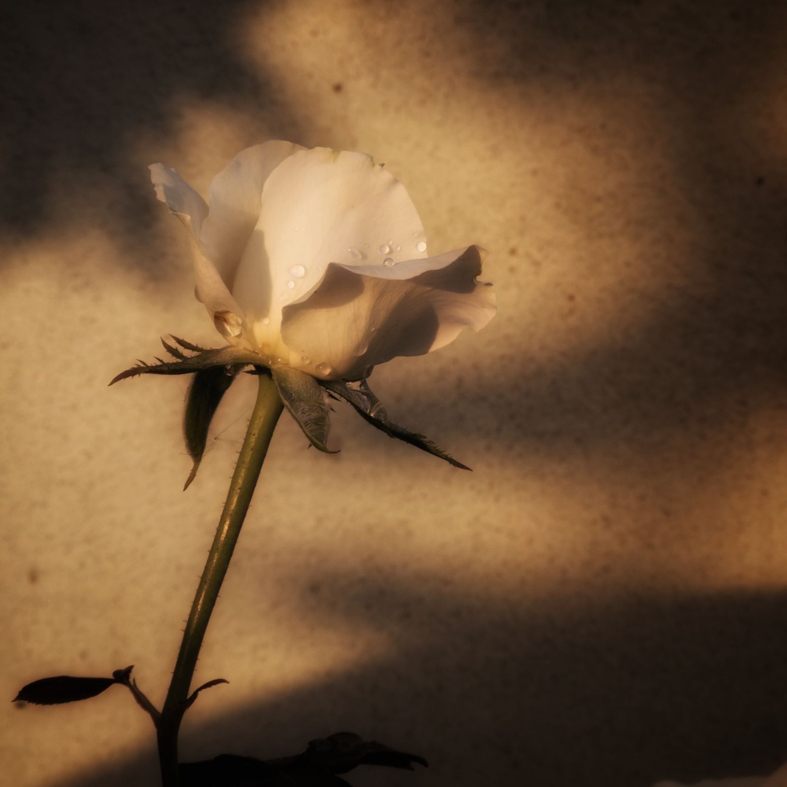 Photography - photo-95
