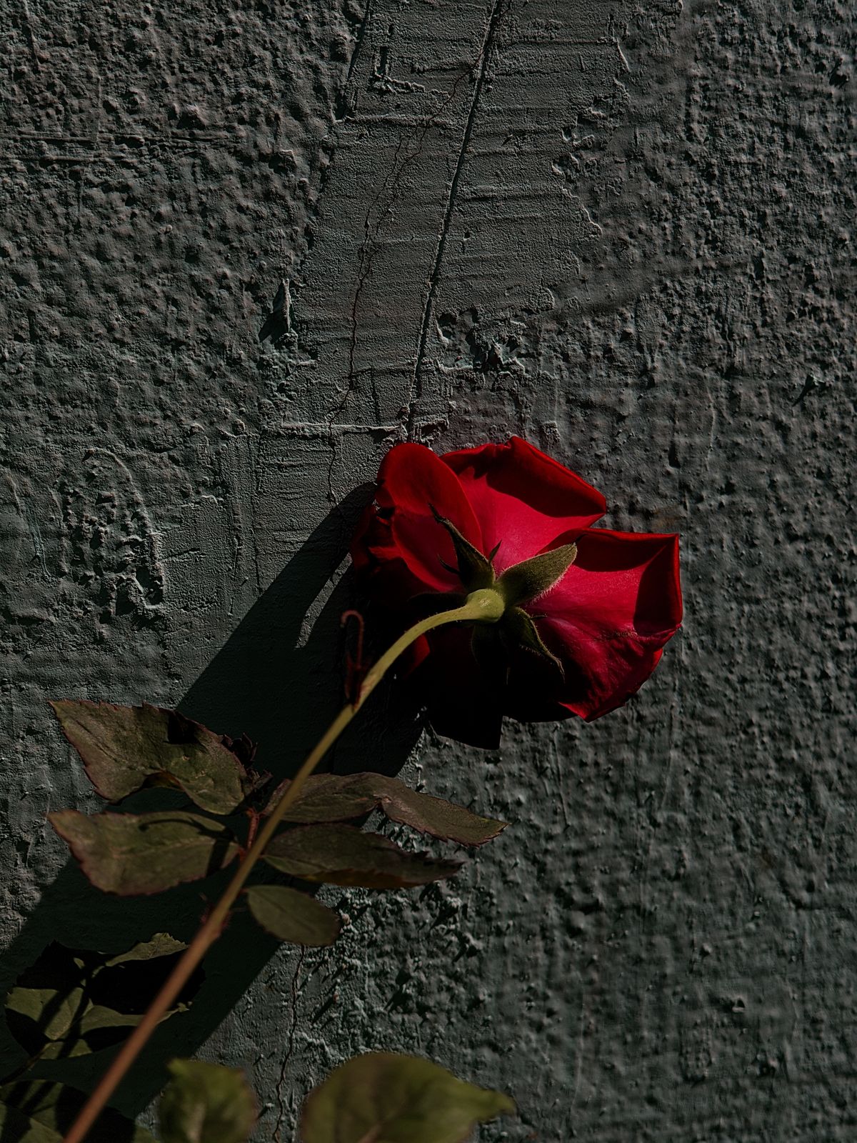Photography - photo-98