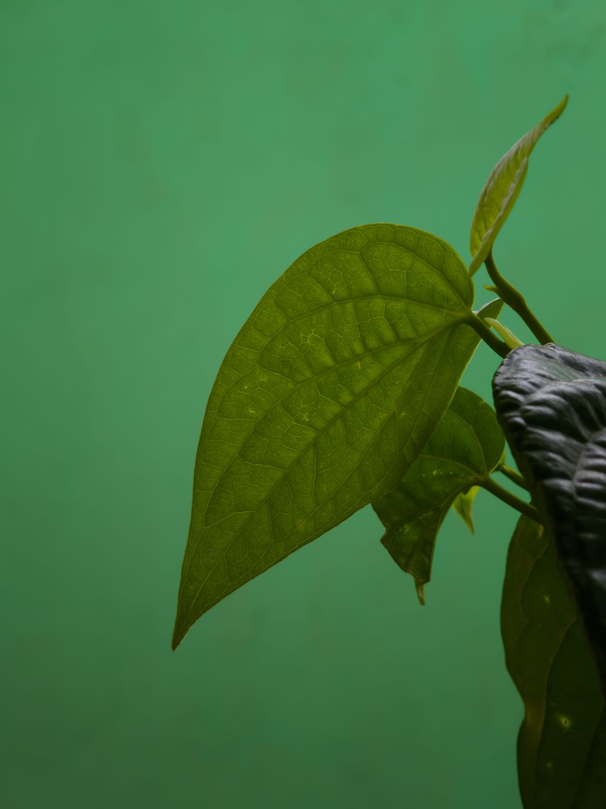 Photography - photo-184
